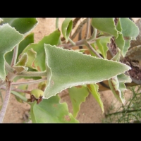 Kalanchoe Beharensis (fam Crassulacees) (Madagascar) (03)